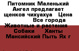 Питомник Маленький Ангел предлагает щенков чихуахуа › Цена ­ 10 000 - Все города Животные и растения » Собаки   . Ханты-Мансийский,Пыть-Ях г.